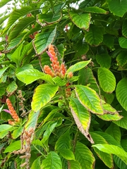 Aphelandra sinclairiana