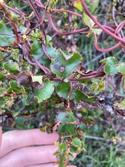 Muehlenbeckia adpressa