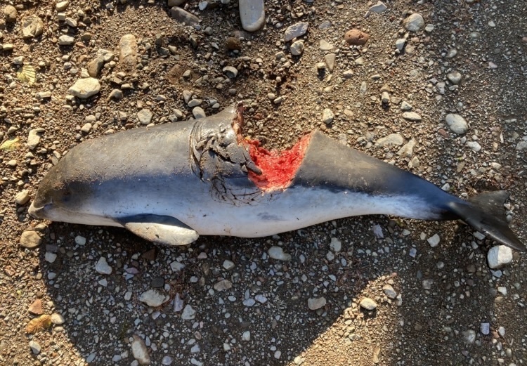 Photo of Harbour Porpoise (Phocoena phocoena)