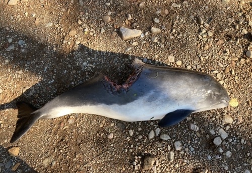 Photo of Harbour Porpoise (Phocoena phocoena)