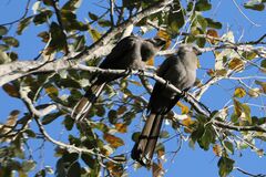 Corythaixoides concolor pallidiceps