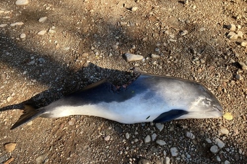 Photo of Harbour Porpoise (Phocoena phocoena)