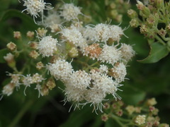 Ageratina herbacea