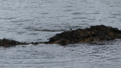 Calidris maritima