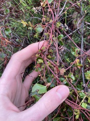 Muehlenbeckia adpressa