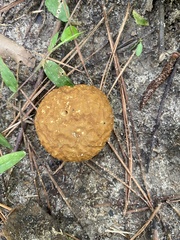 Calvatia craniiformis