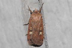 Xestia xanthographa