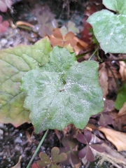 Golovinomyces cichoracearum