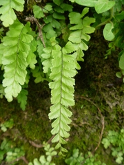Adiantum diaphanum