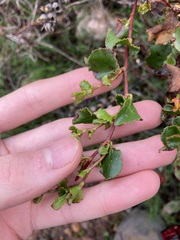Muehlenbeckia adpressa