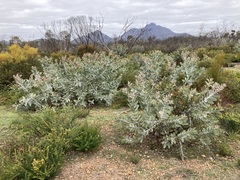 Eucalyptus pleurocarpa