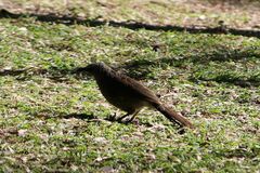 Turdoides hartlaubii