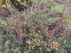 Muehlenbeckia adpressa