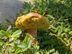 Pulchroboletus rubricitrinus