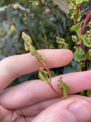 Muehlenbeckia adpressa