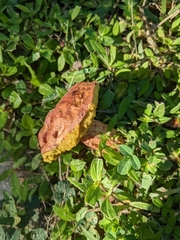 Pulchroboletus rubricitrinus