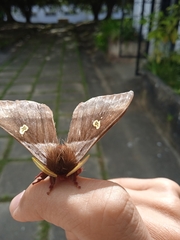 Lepidoptera