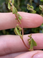 Muehlenbeckia adpressa