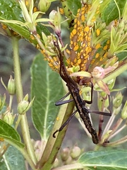 Anisomorpha buprestoides