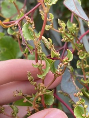Muehlenbeckia adpressa