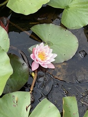 Nymphaea alba