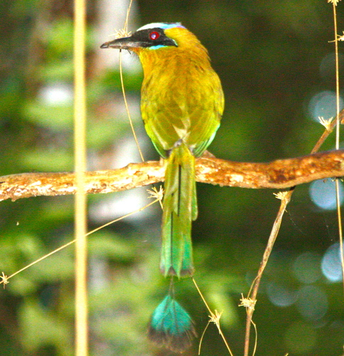 Momotus subrufescens