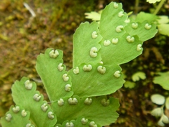 Adiantum diaphanum