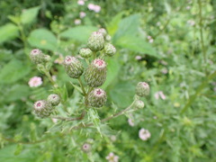 Cirsium