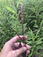 Elymus virginicus