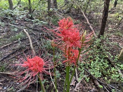 Lycoris radiata