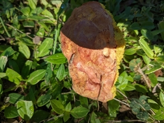 Pulchroboletus rubricitrinus