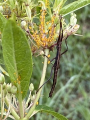 Anisomorpha buprestoides