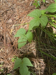Ipomoea hederacea