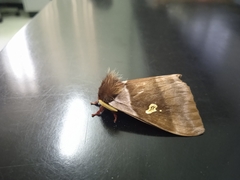 Lepidoptera