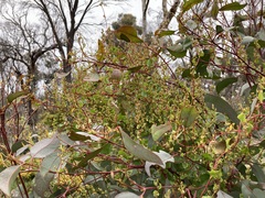 Muehlenbeckia adpressa