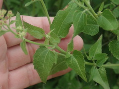 Ageratina herbacea
