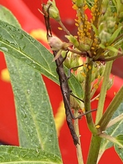 Anisomorpha buprestoides