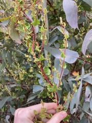 Muehlenbeckia adpressa
