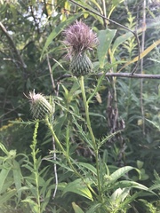 Cirsium altissimum