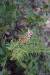 Lavandula