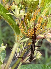 Anisomorpha buprestoides