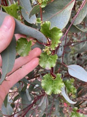 Muehlenbeckia adpressa
