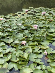 Nymphaea alba