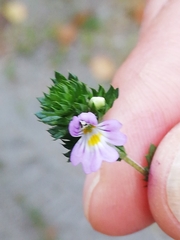 Euphrasia stricta