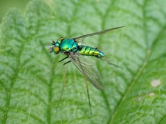 Condylostylus comatus