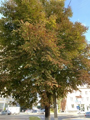 Aesculus hippocastanum