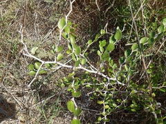 Ziziphus lotus
