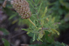 Lavandula