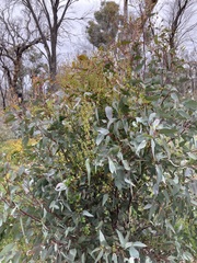 Muehlenbeckia adpressa