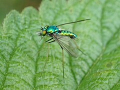 Condylostylus comatus